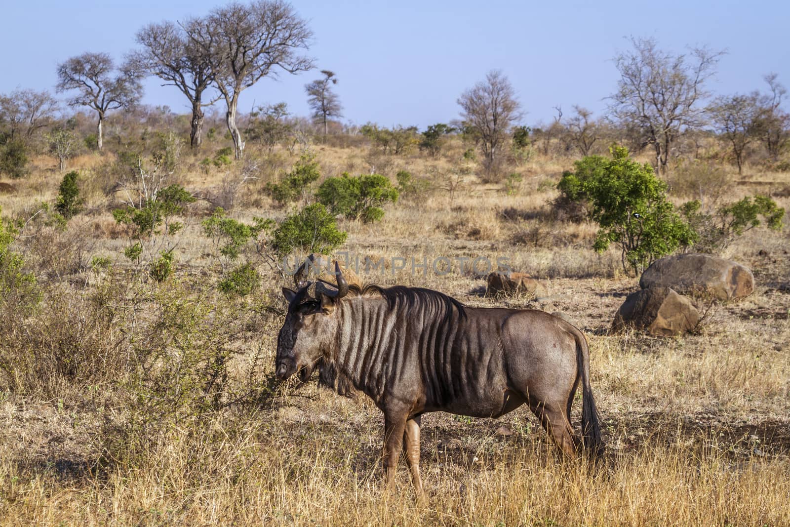 Blue wildebeest in Kruger National park, South Africa by PACOCOMO