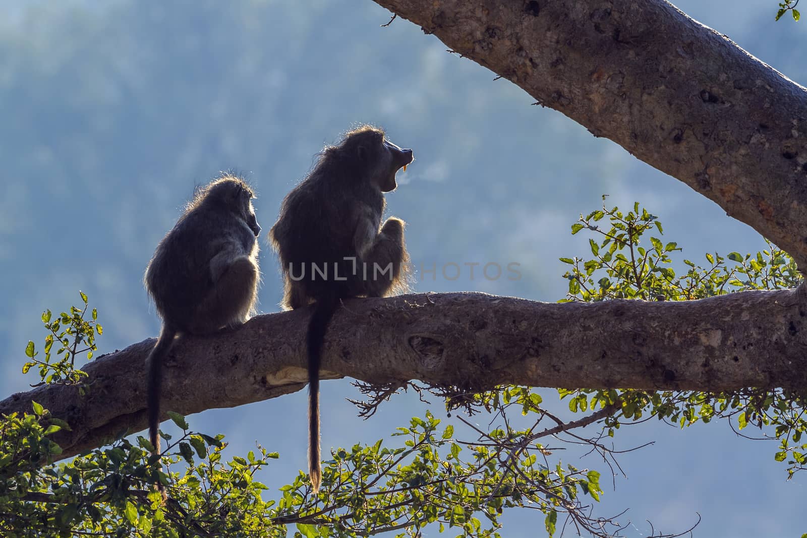 Chacma baboon in Kruger National park, South Africa by PACOCOMO