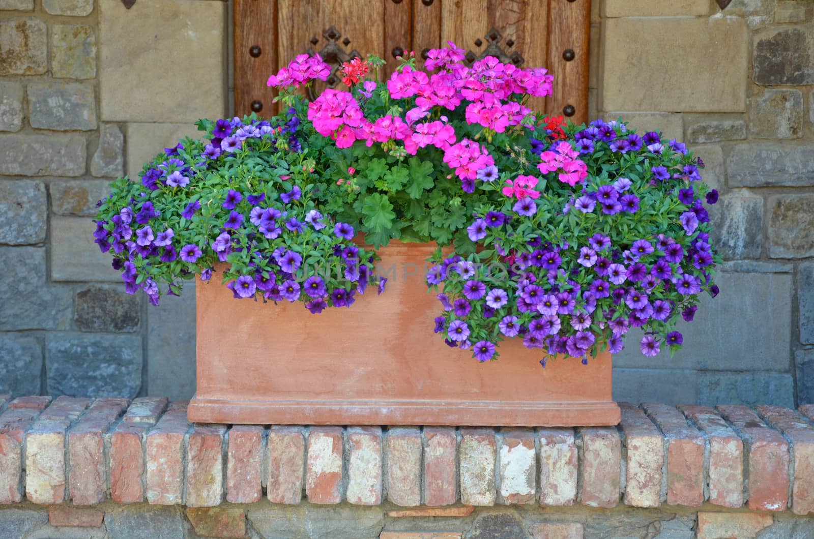 Beautiful pink and purple petunias in clay planter