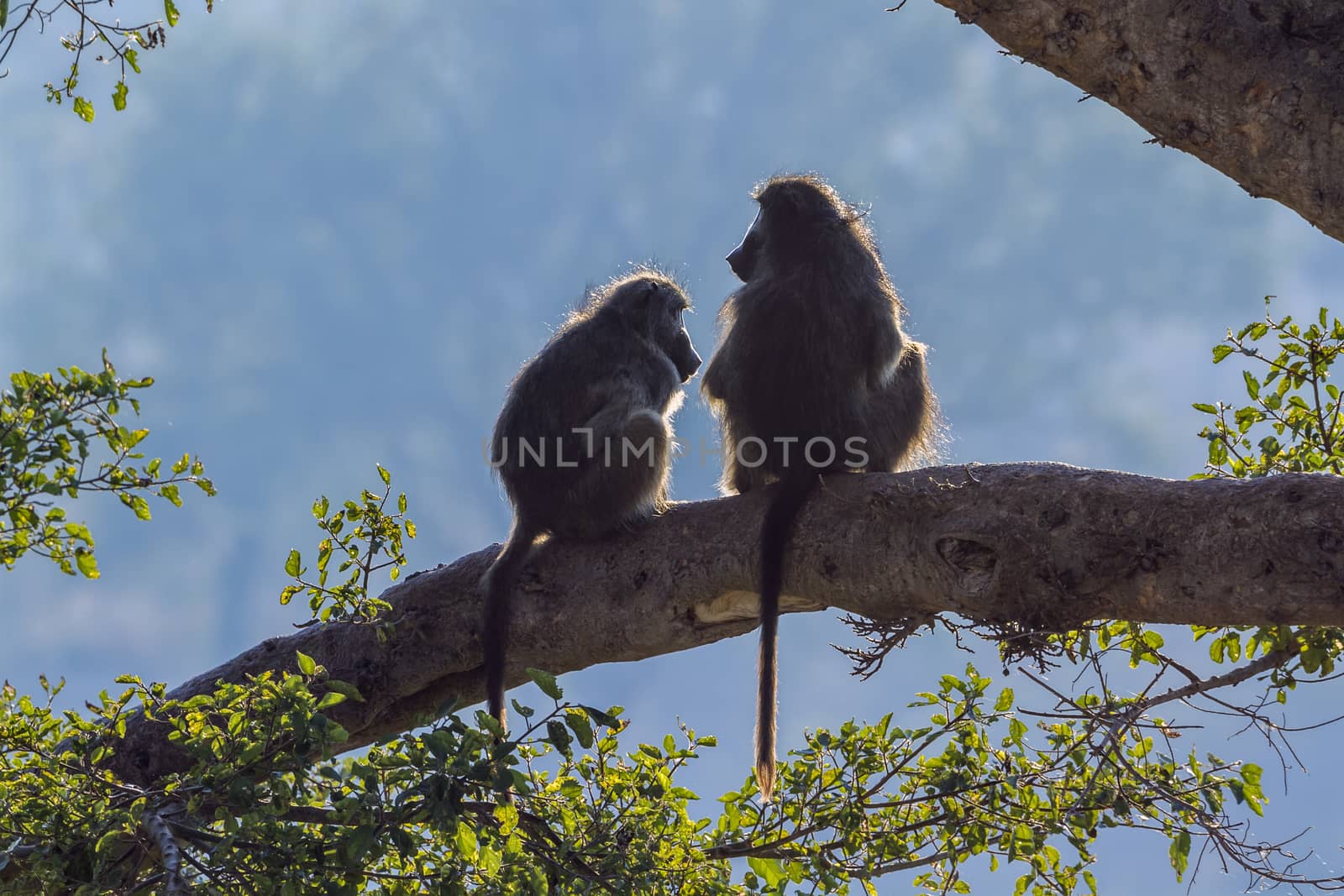 Chacma baboon in Kruger National park, South Africa by PACOCOMO