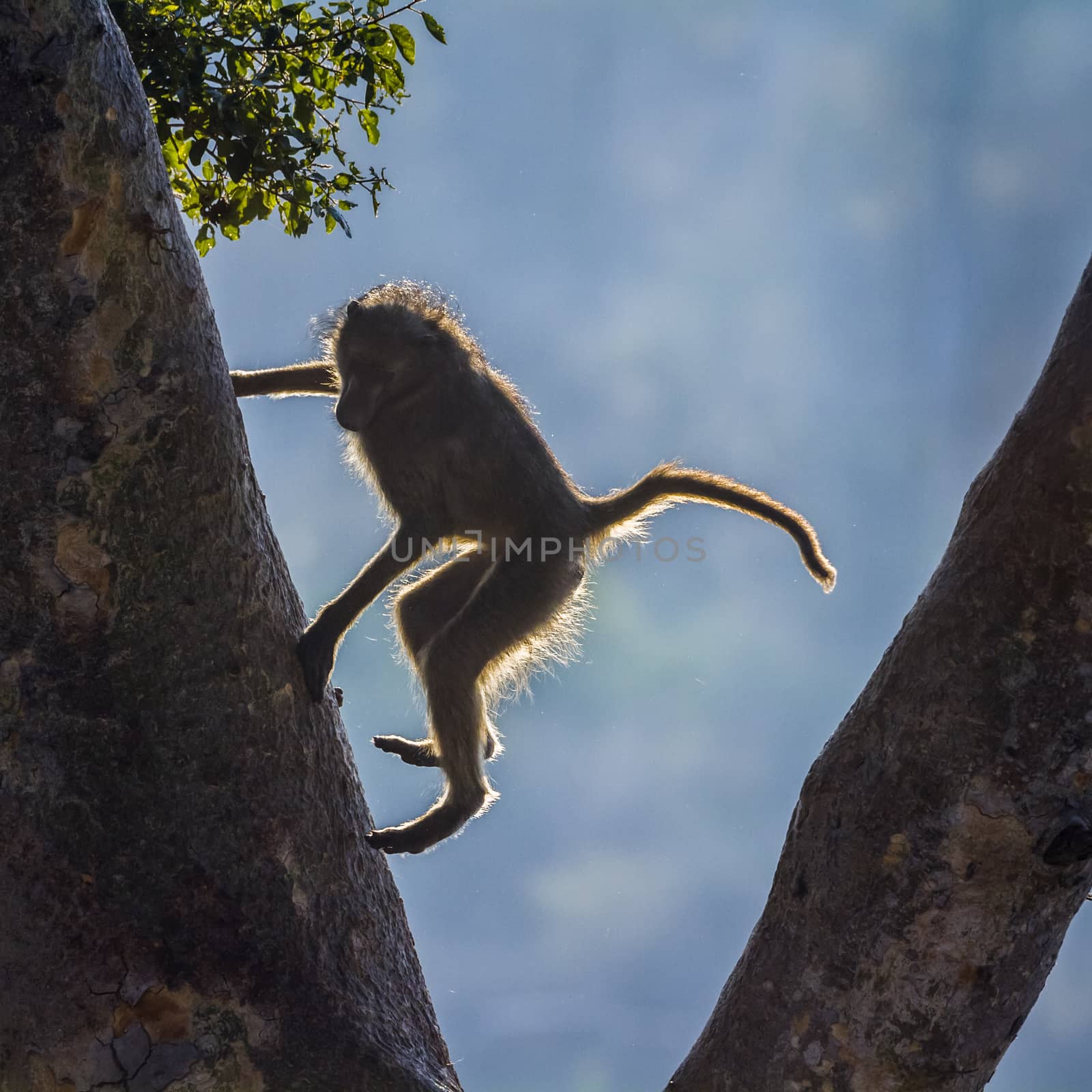 Chacma baboon jumping down a tree in Kruger National park, South Africa ; Specie Papio ursinus family of Cercopithecidae