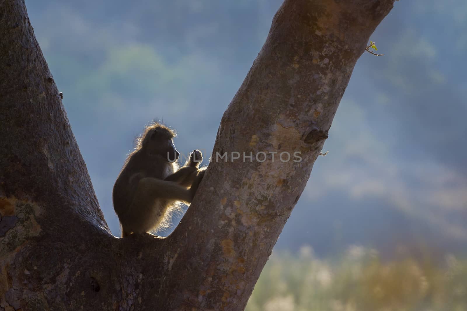 Chacma baboon in Kruger National park, South Africa by PACOCOMO