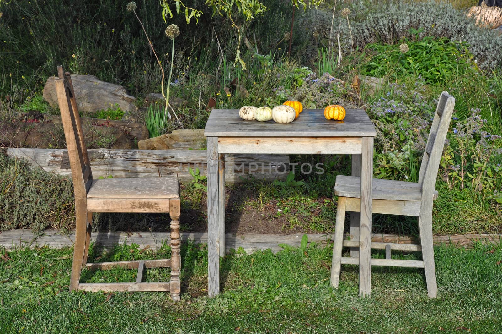 Pumpkins on table by ingperl