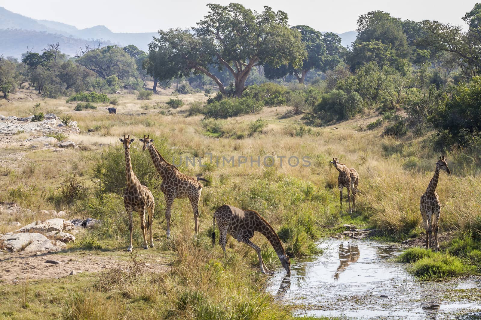 Group of Giraffes drinking in waterhole in Kruger National park, South Africa ; Specie Giraffa camelopardalis family of Giraffidae