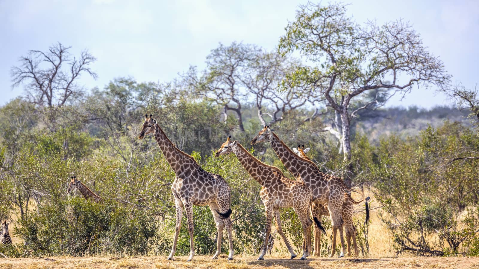 Giraffe in Kruger National park, South Africa by PACOCOMO