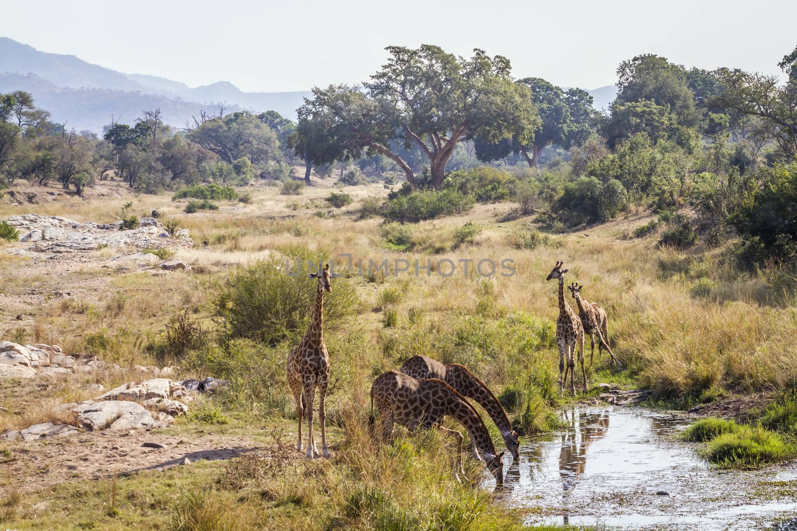 Group of Giraffes drinking in waterhole in Kruger National park, South Africa ; Specie Giraffa camelopardalis family of Giraffidae
