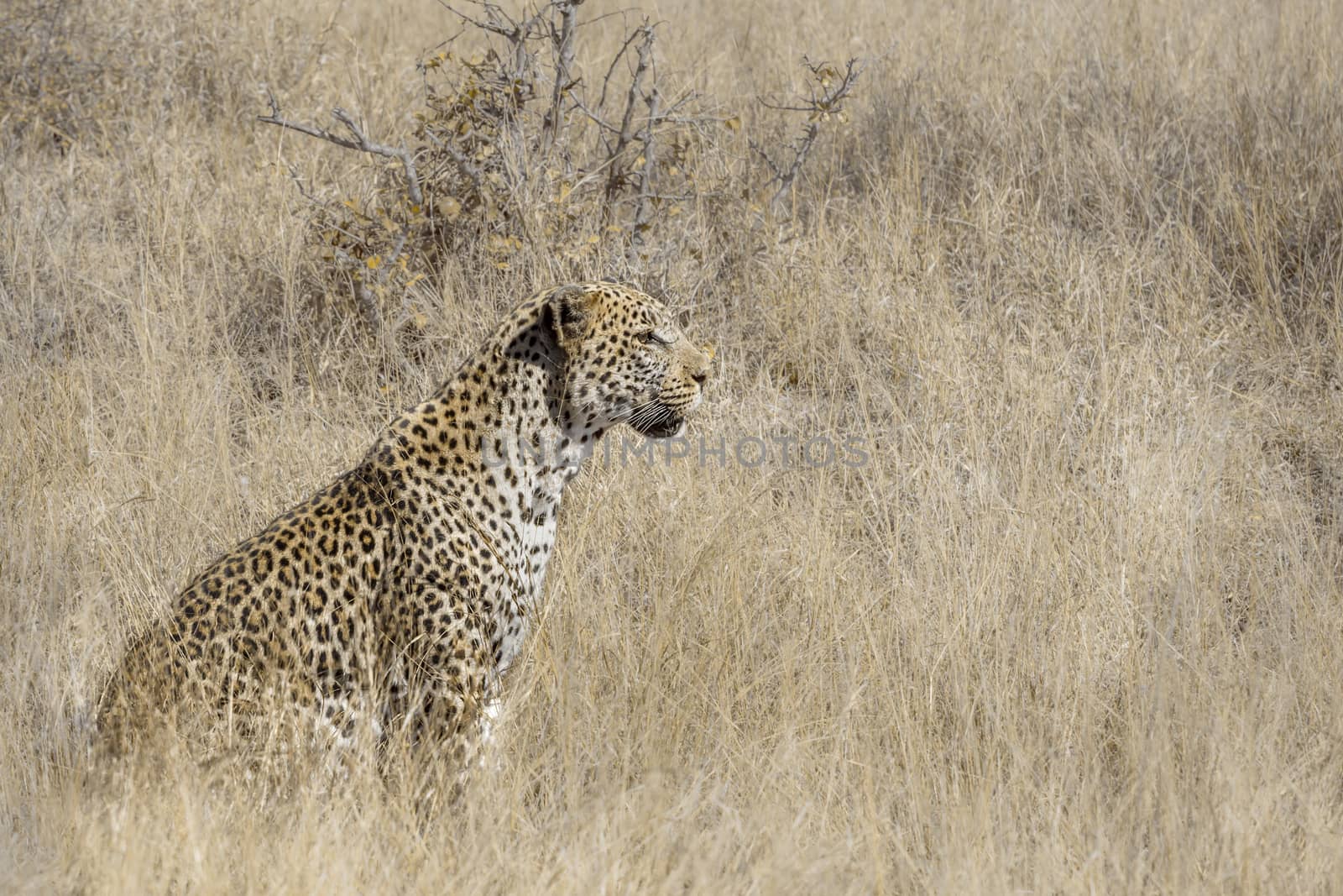 Leopard seated in grass in Kruger National park, South Africa ; Specie Panthera pardus family of Felidae
