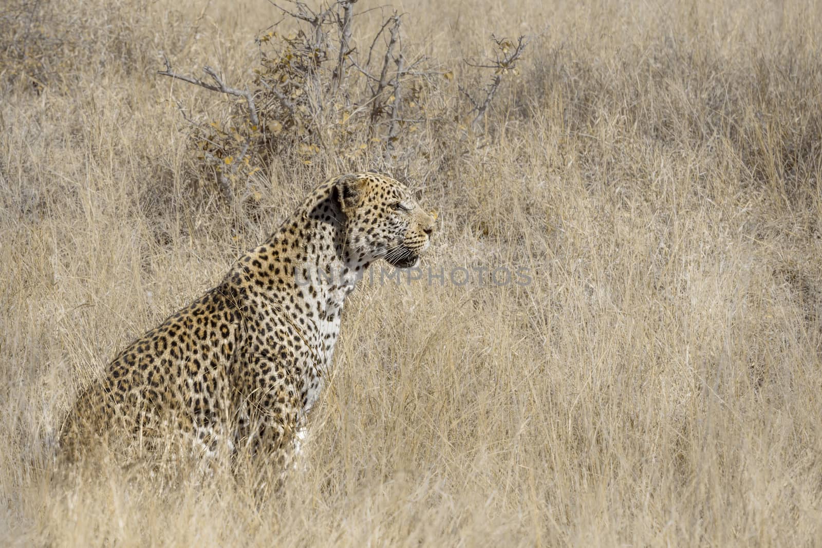 Leopard in Kruger National park, South Africa by PACOCOMO