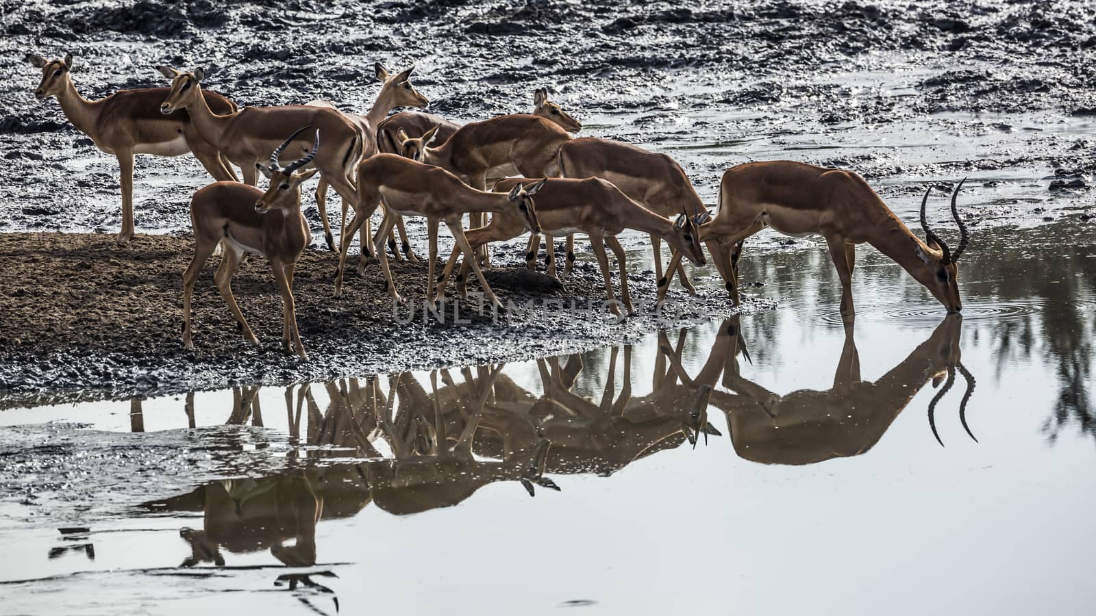 Common Impala in Kruger National park, South Africa by PACOCOMO