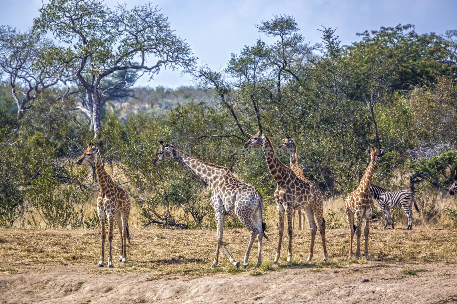 Small group o f Giraffes walking in Kruger National park, South Africa ; Specie Giraffa camelopardalis family of Giraffidae