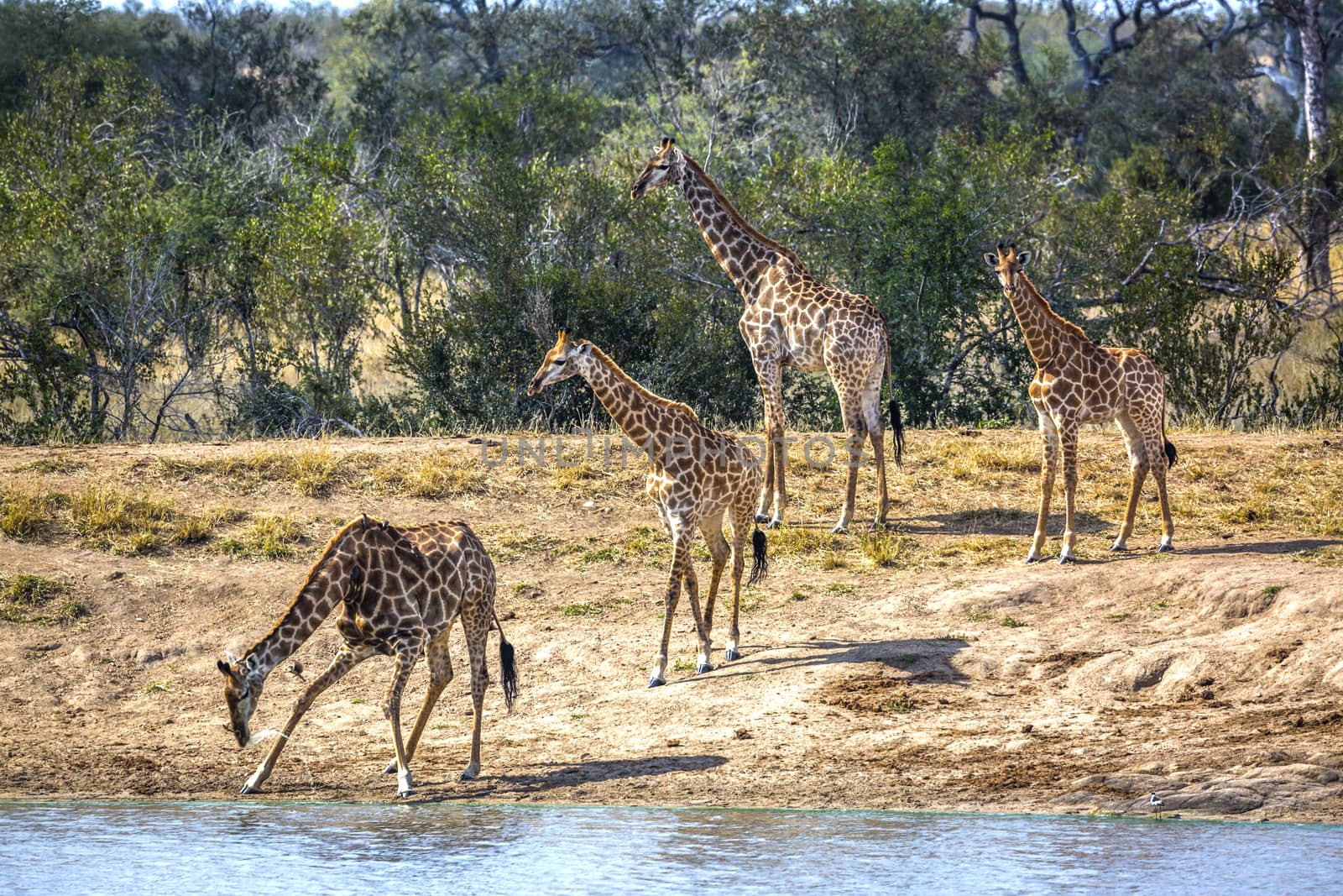 Group of Giraffes on lake side in Kruger National park, South Africa ; Specie Giraffa camelopardalis family of Giraffidae