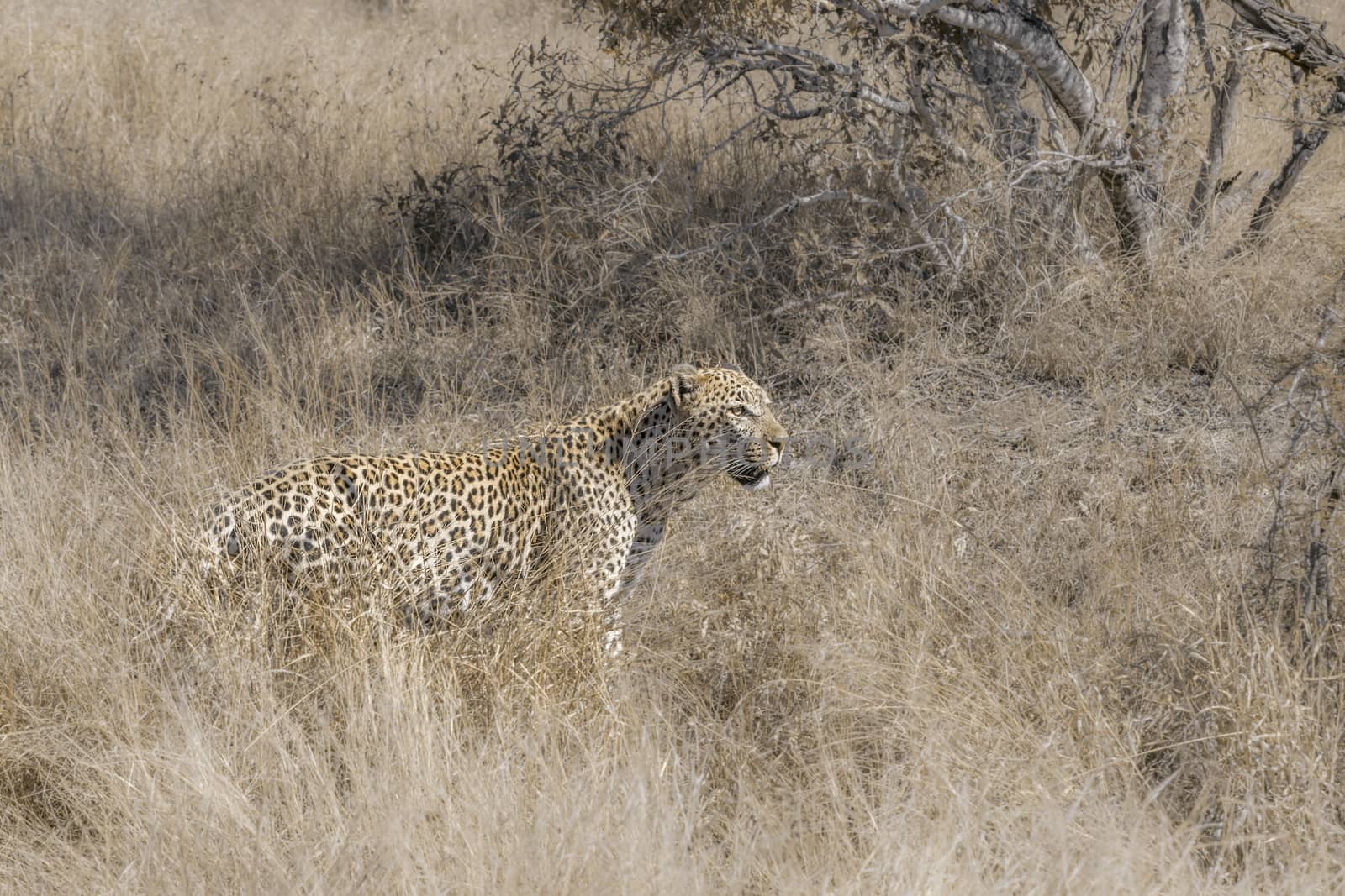 Leopard in Kruger National park, South Africa by PACOCOMO