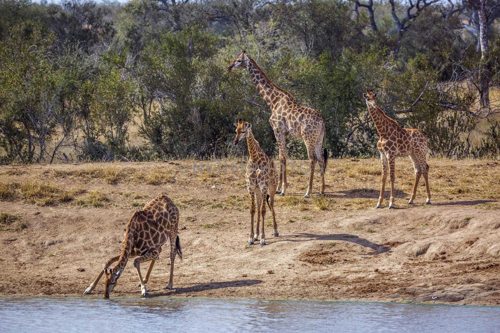 Giraffe in Kruger National park, South Africa by PACOCOMO