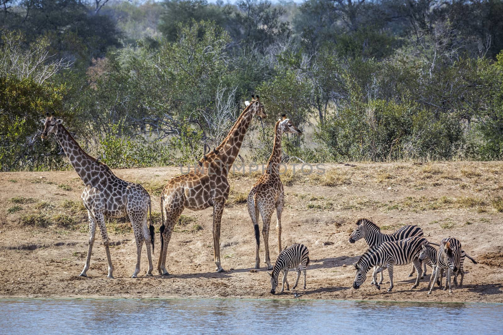 Giraffe in Kruger National park, South Africa by PACOCOMO