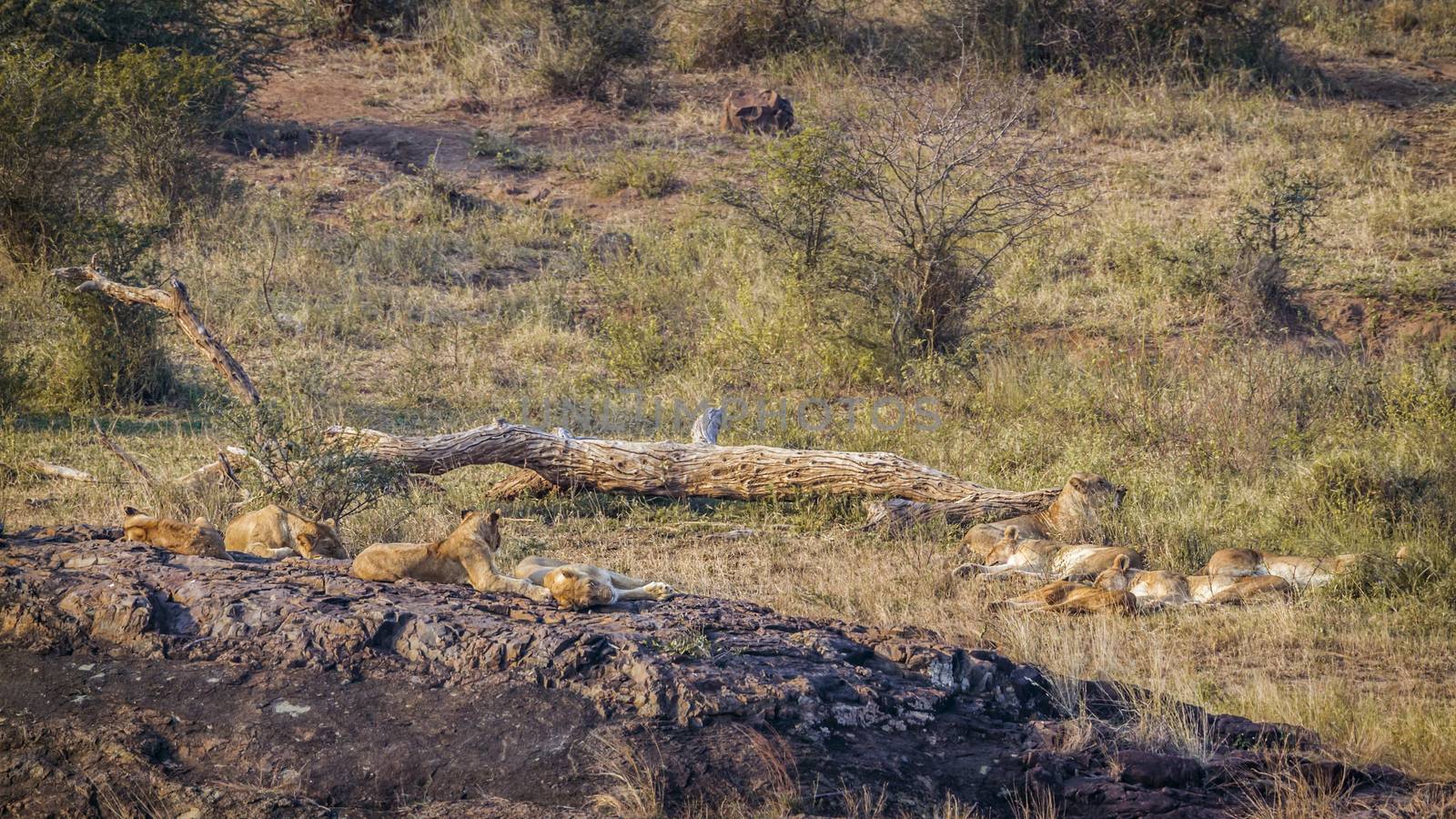 Pride of African lions lying down in Kruger National park, South Africa ; Specie Panthera leo family of Felidae