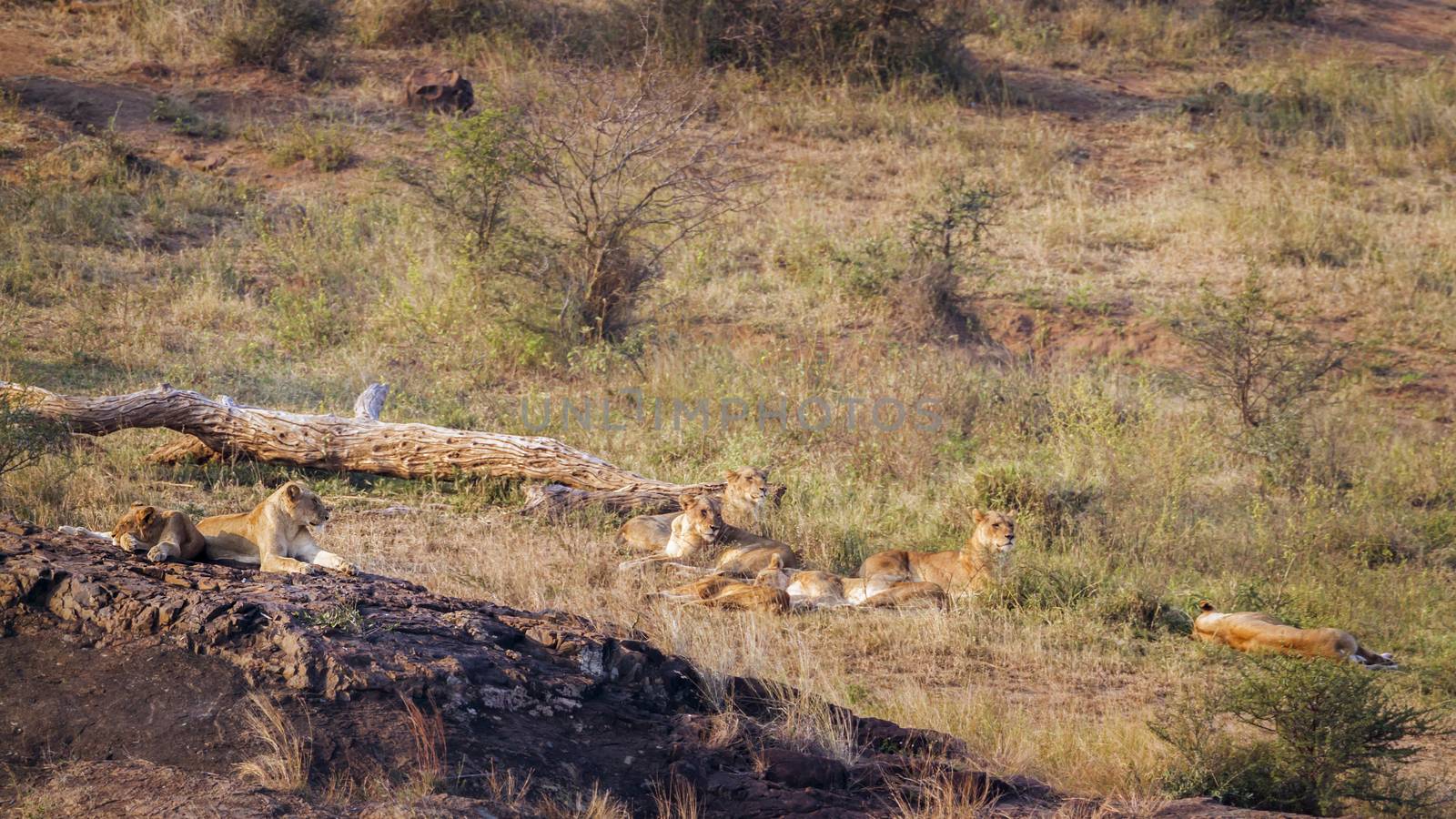 African lion in Kruger National park, South Africa by PACOCOMO