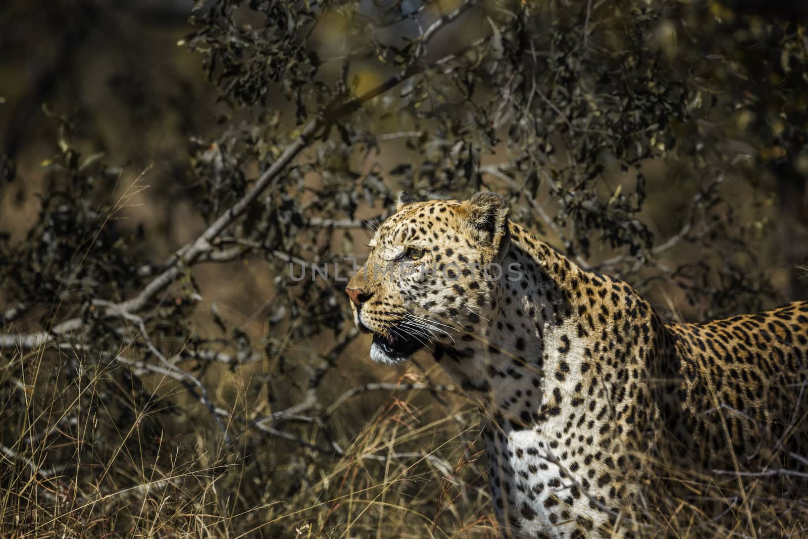 Leopard portrait in the bush in Kruger National park, South Africa ; Specie Panthera pardus family of Felidae