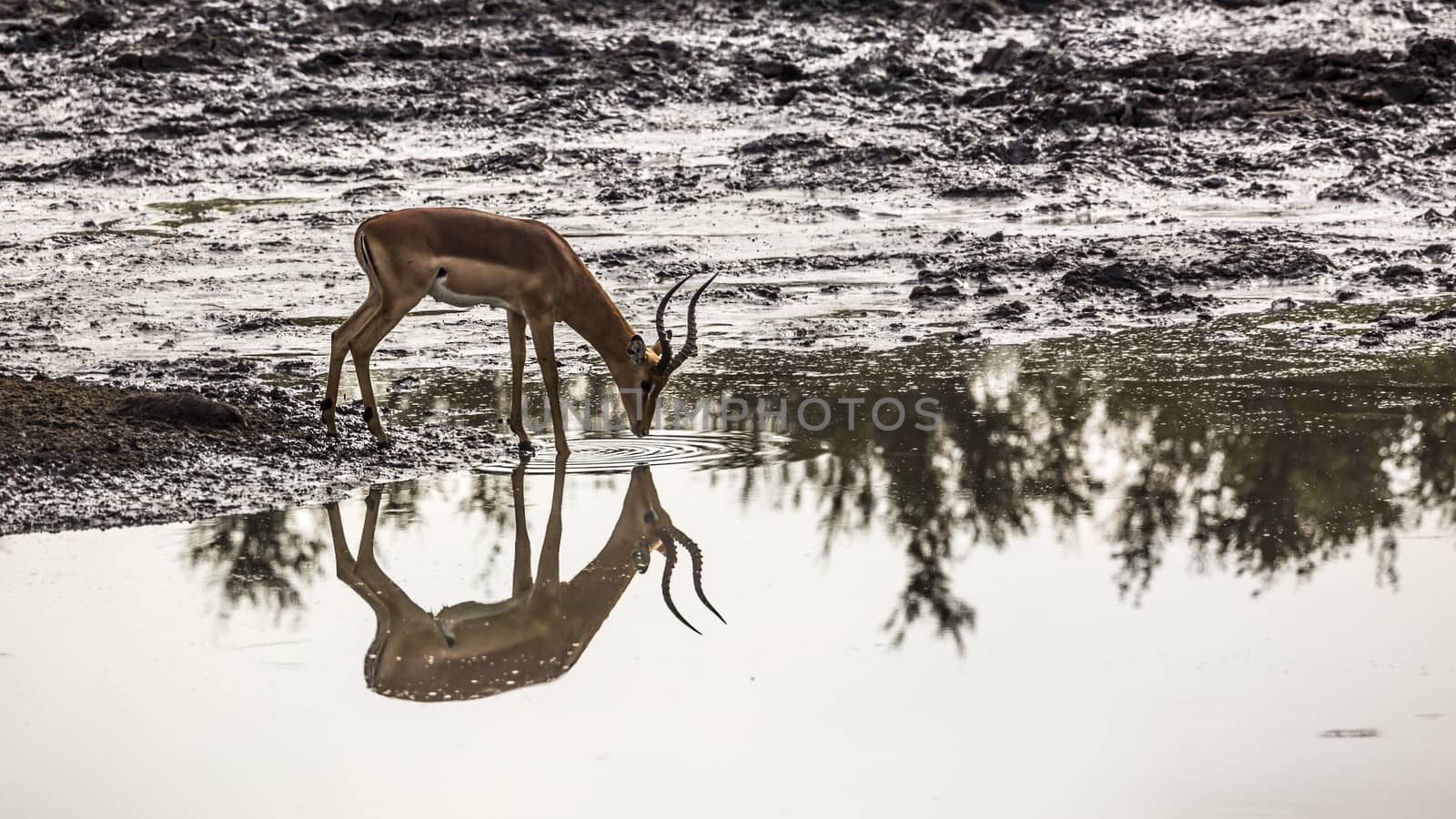 Common Impala in Kruger National park, South Africa by PACOCOMO