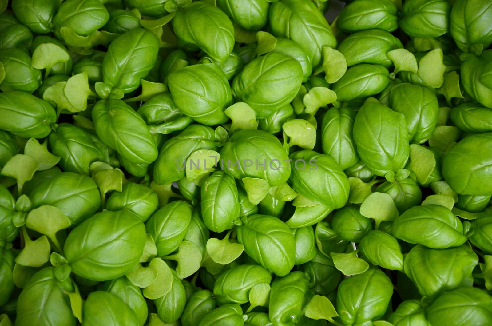 Fresh green basil leaves by ingperl