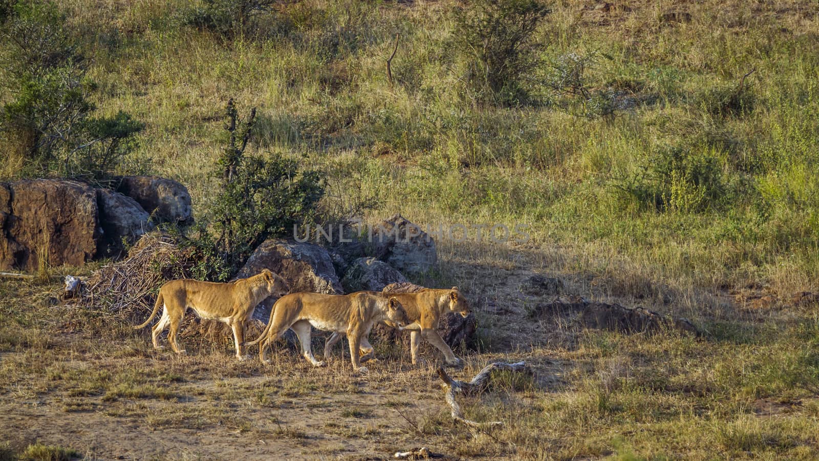 Three African lioness on the move in Kruger National park, South Africa ; Specie Panthera leo family of Felidae