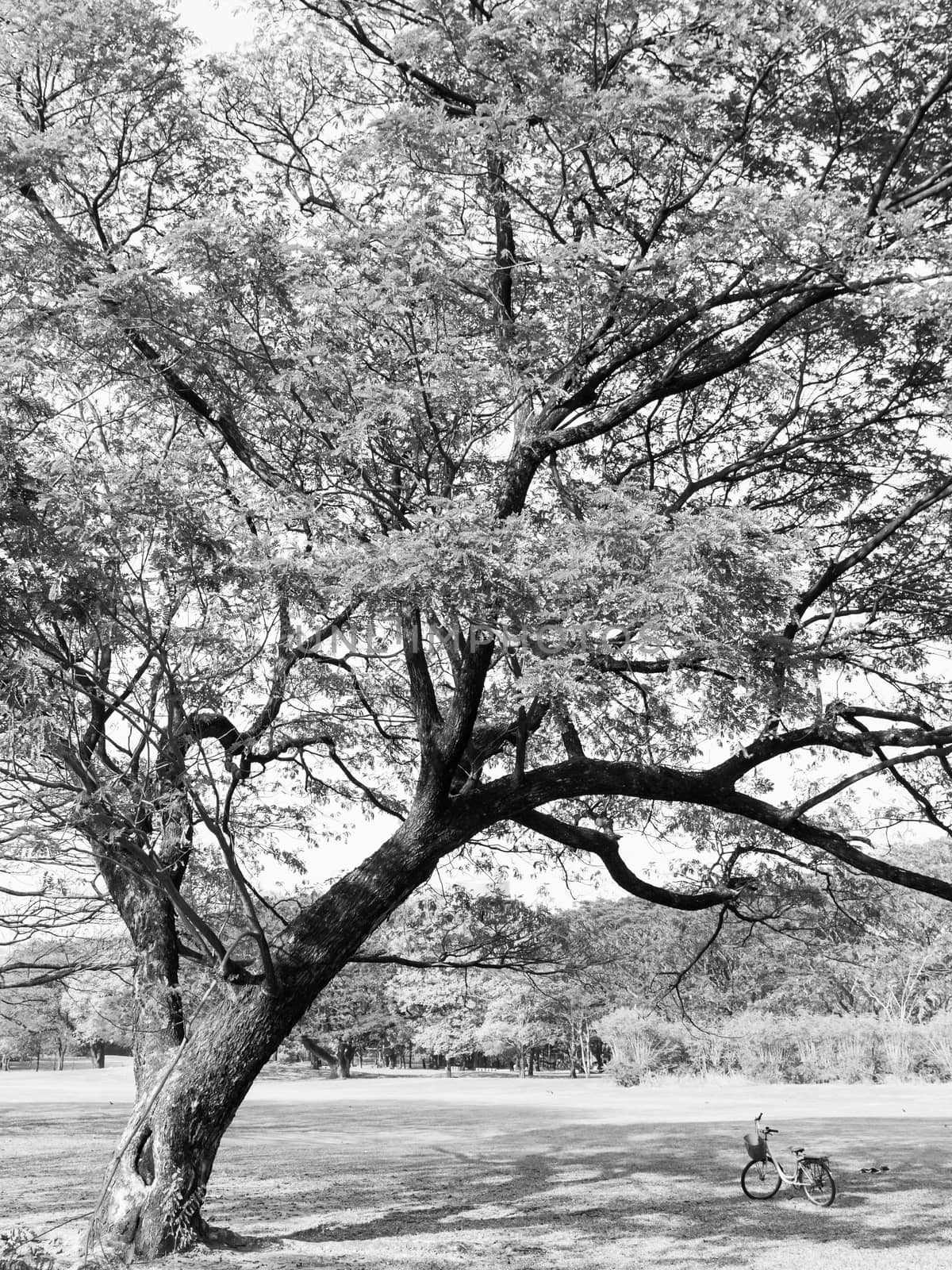 Black and white landscape image of Big tree with a bicycle in the park