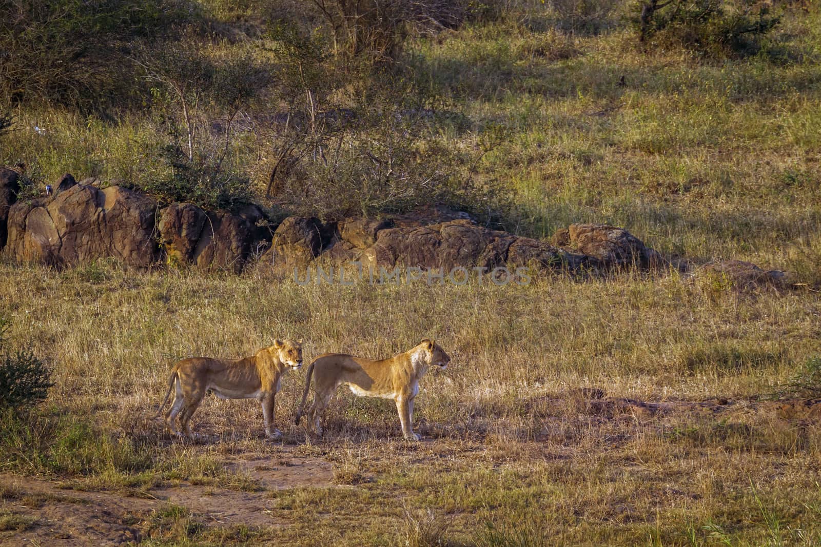 Two African lioness on the move in Kruger National park, South Africa ; Specie Panthera leo family of Felidae