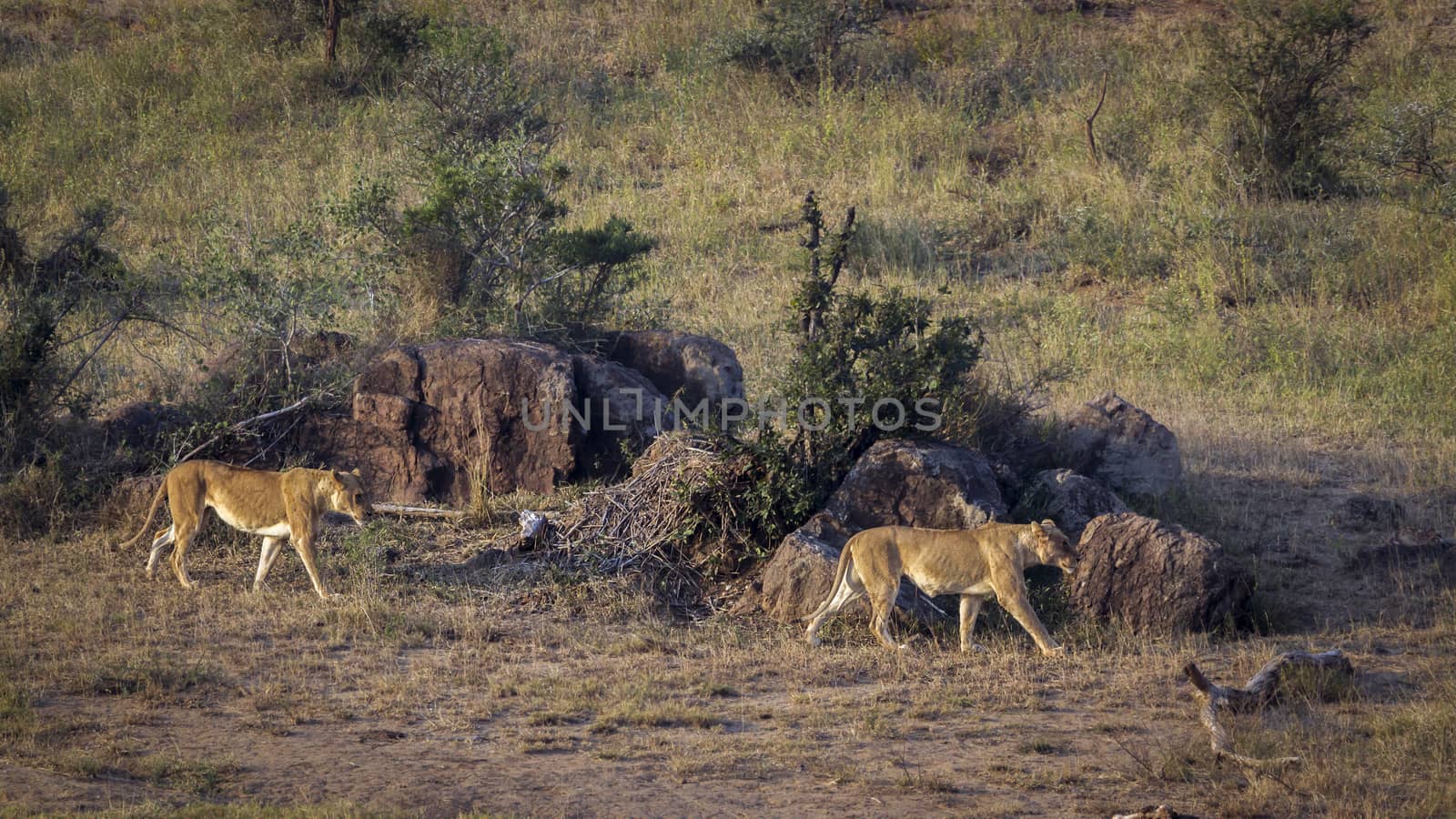 Two African lioness on the move in Kruger National park, South Africa ; Specie Panthera leo family of Felidae