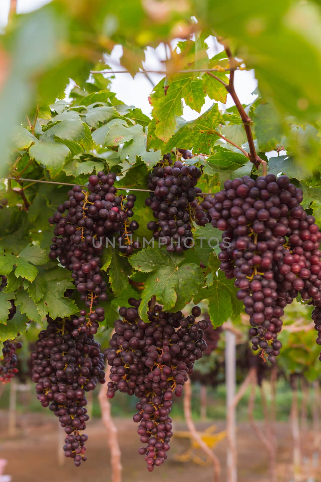 Fresh organic grape on vine branch  by ronnarong