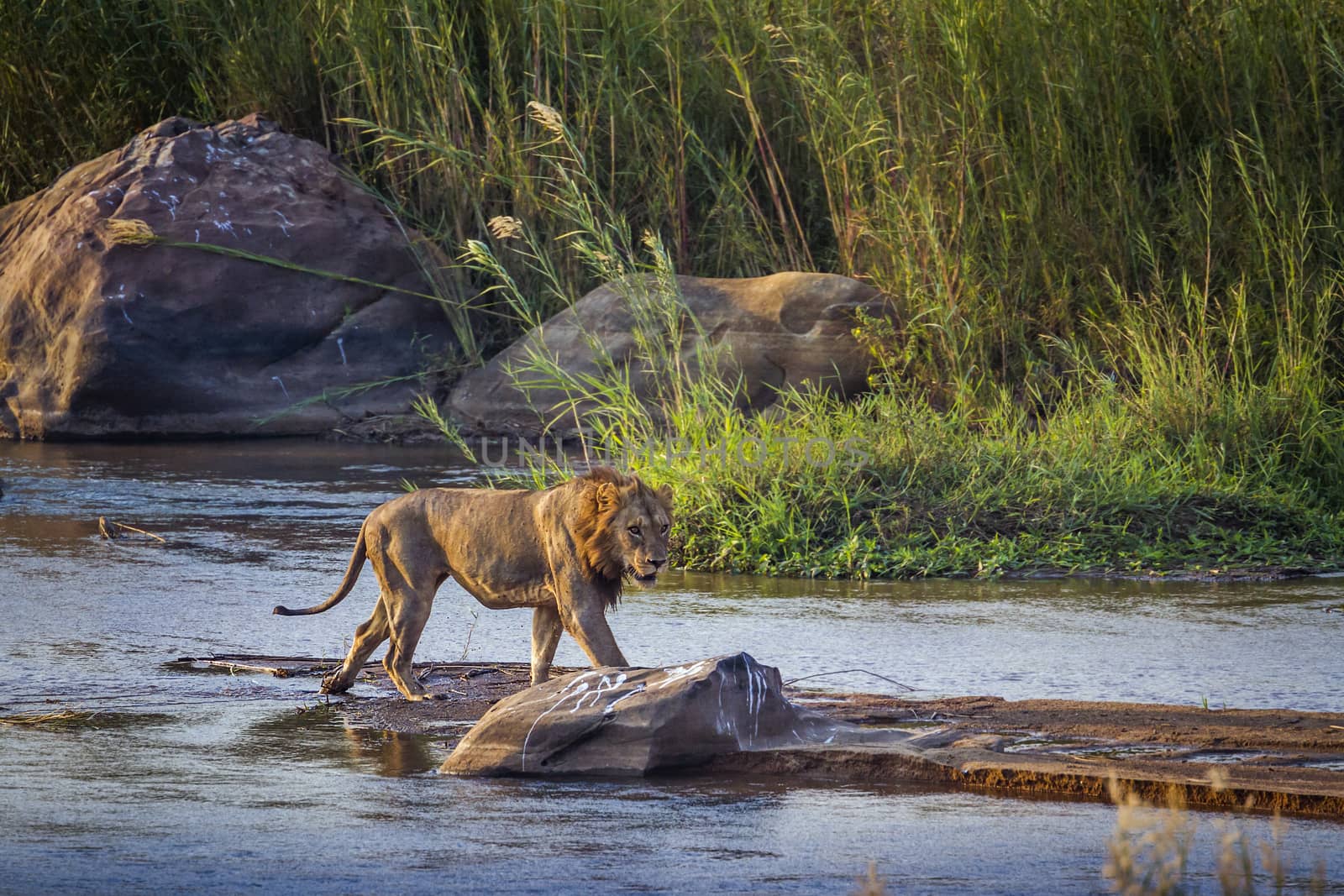 African lion in Kruger National park, South Africa by PACOCOMO