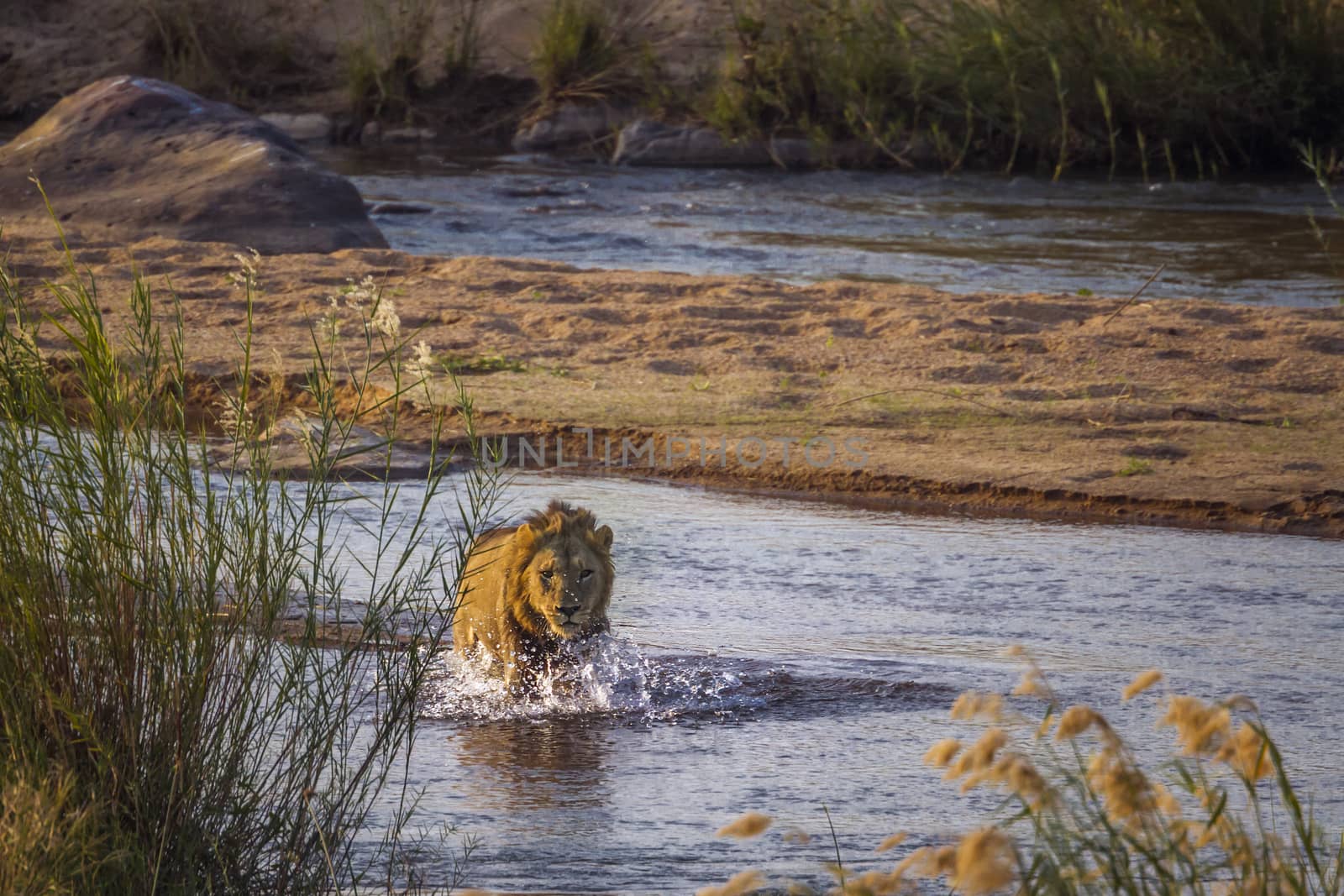 African lion male crossing a river front view in Kruger National park, South Africa ; Specie Panthera leo family of Felidae