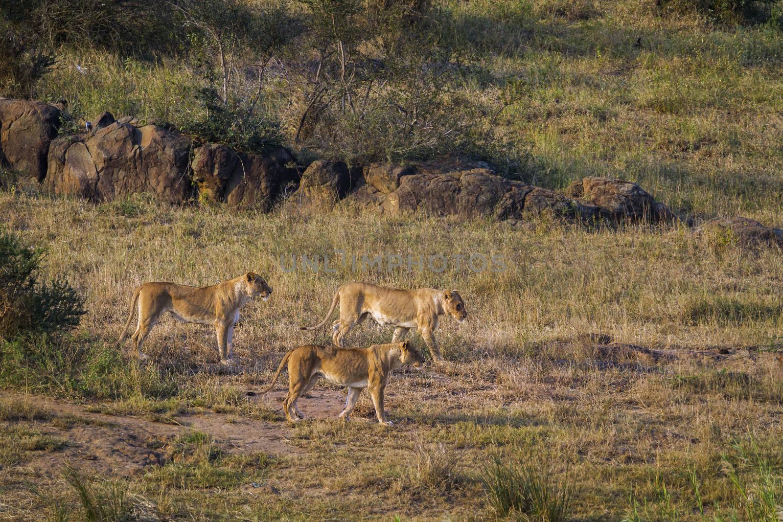 African lion in Kruger National park, South Africa by PACOCOMO