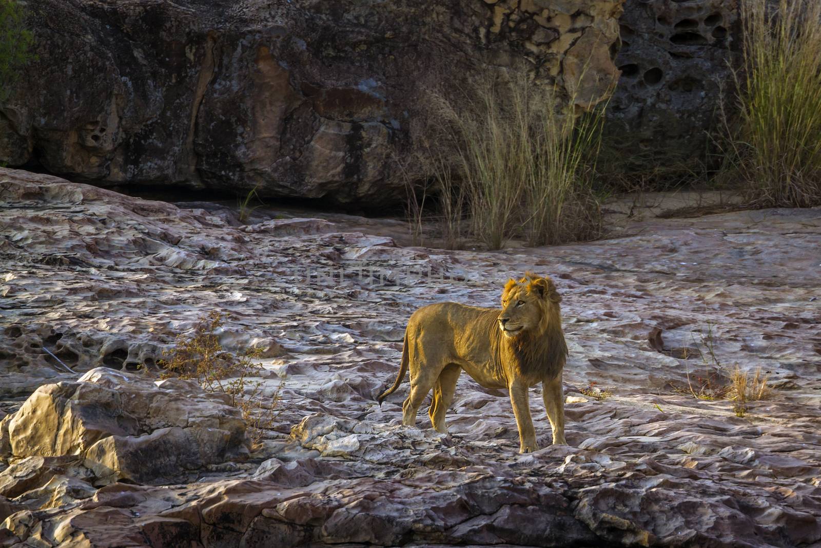 African lion male standing on the rock at dawn in Kruger National park, South Africa ; Specie Panthera leo family of Felidae