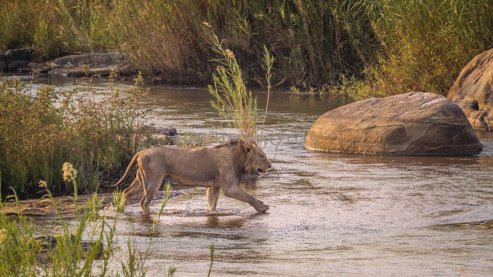 African lion male crossing a river in Kruger National park, South Africa ; Specie Panthera leo family of Felidae