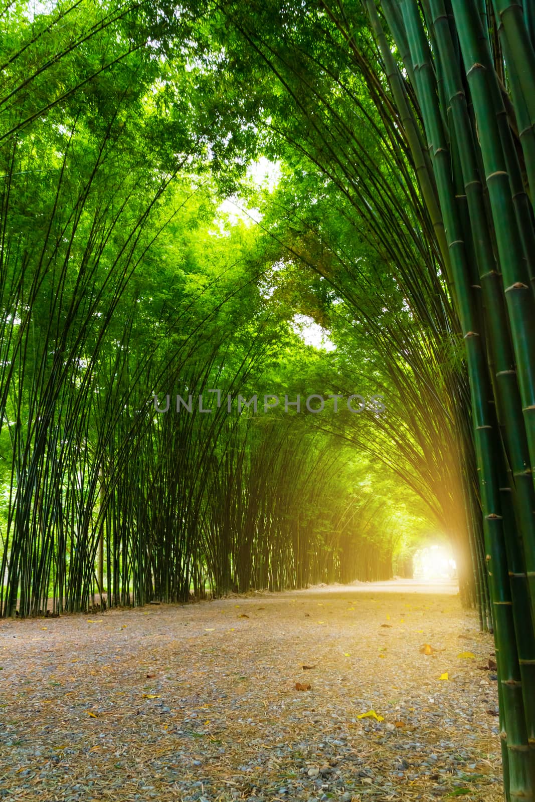 Tunnel bamboo tree with sunlight. by ronnarong