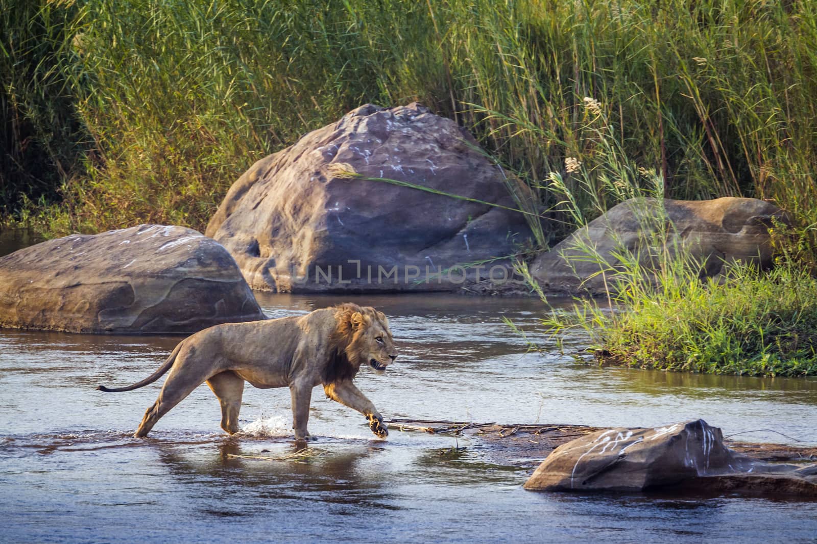 African lion male crossing a river in Kruger National park, South Africa ; Specie Panthera leo family of Felidae