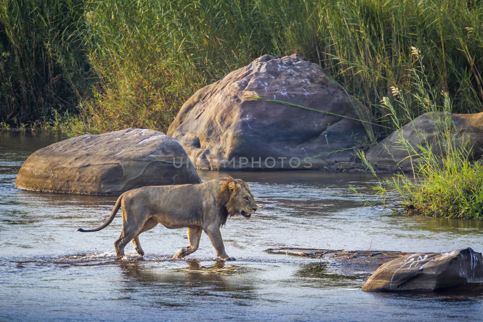 African lion male crossing a river in Kruger National park, South Africa ; Specie Panthera leo family of Felidae