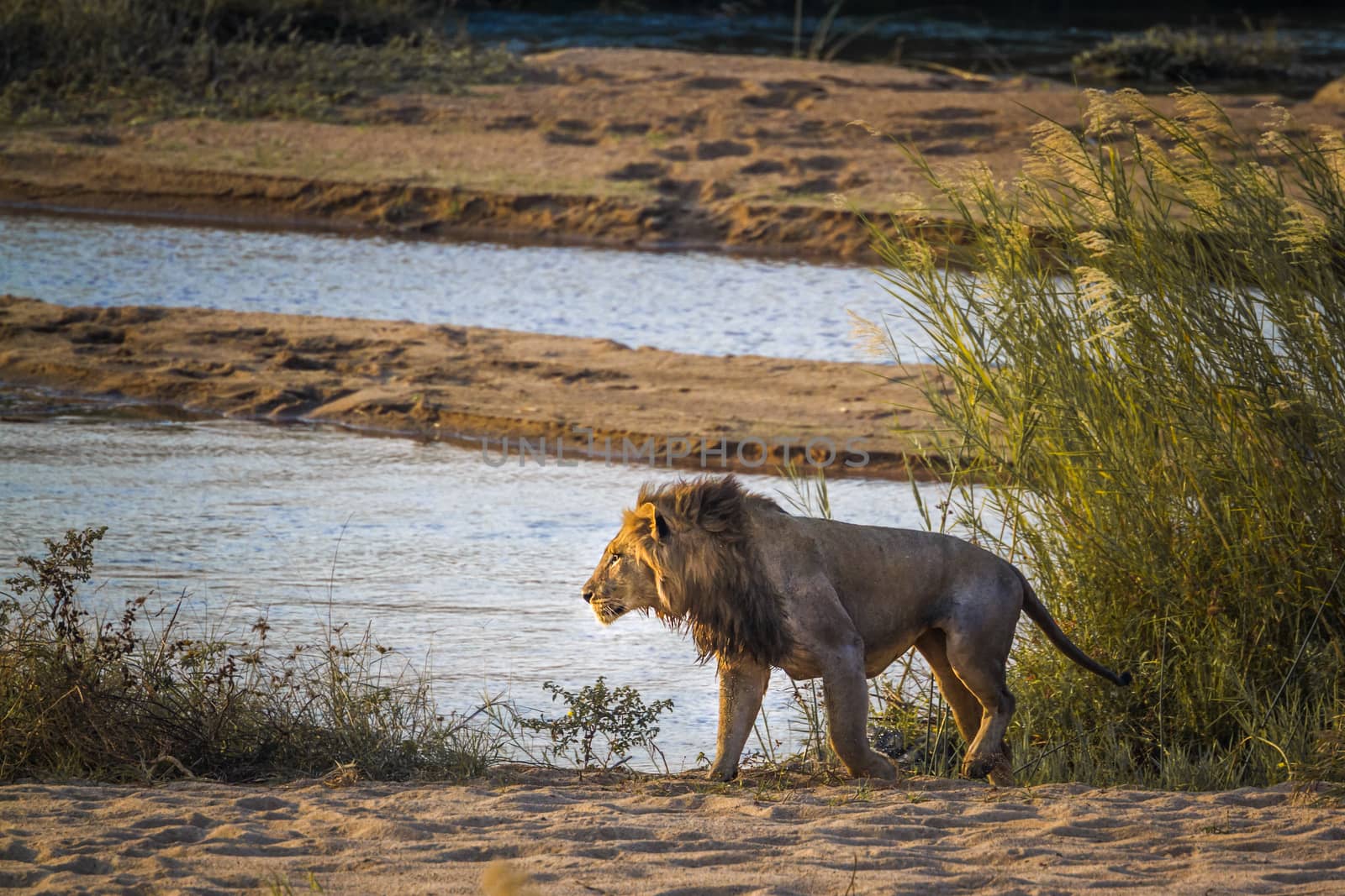 African lion walking on riverbank in Kruger National park, South Africa ; Specie Panthera leo family of Felidae