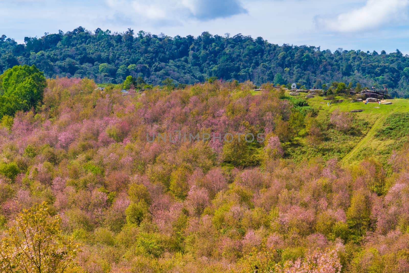 Cherry blossoms are blooming on the mountain in Phu Lom Lo, Phitsanulok Province, Thailand.