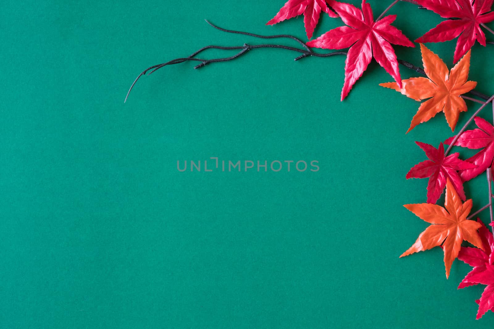 Maple leaves on green background. Free space for text