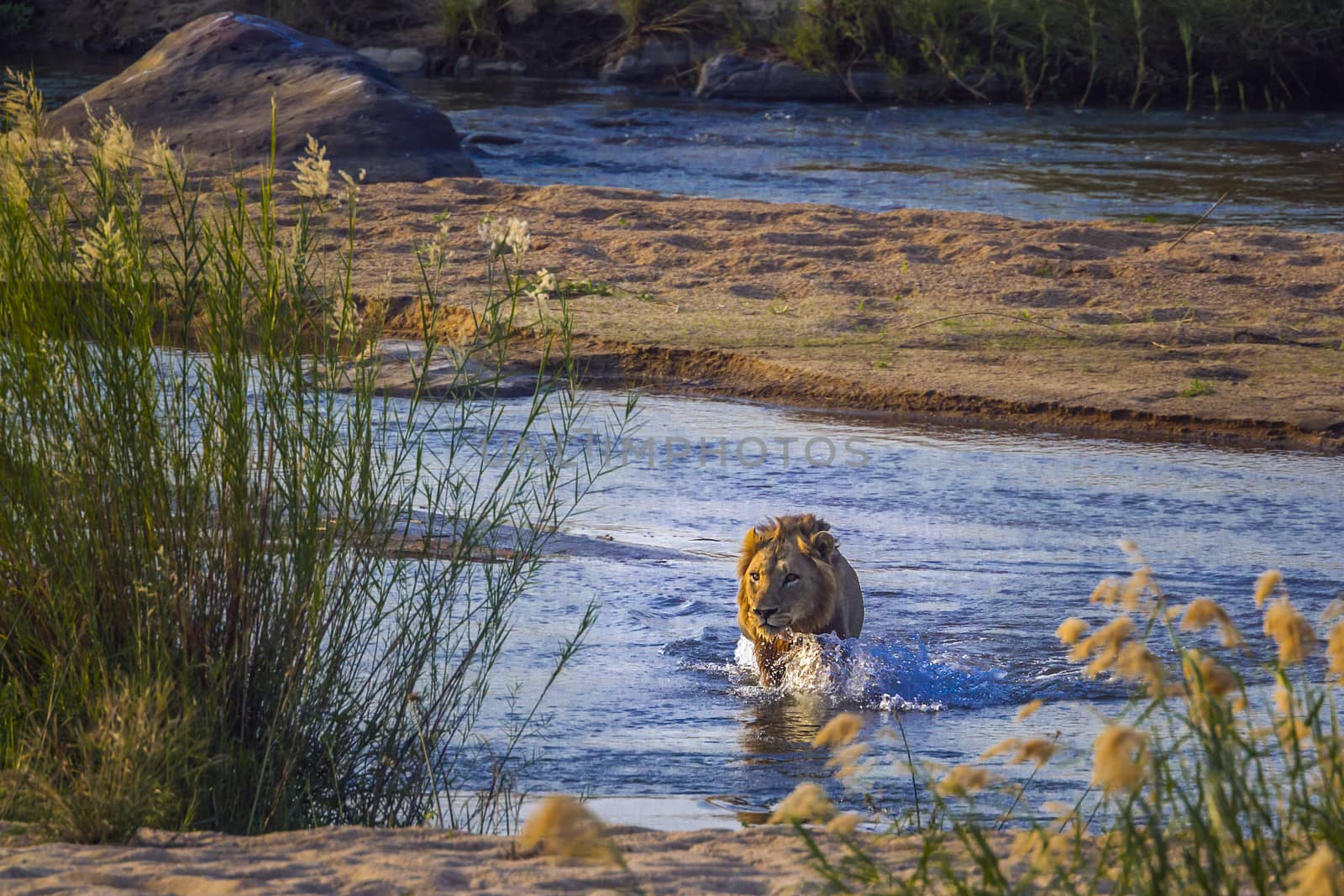 African lion male crossing a river front view in Kruger National park, South Africa ; Specie Panthera leo family of Felidae