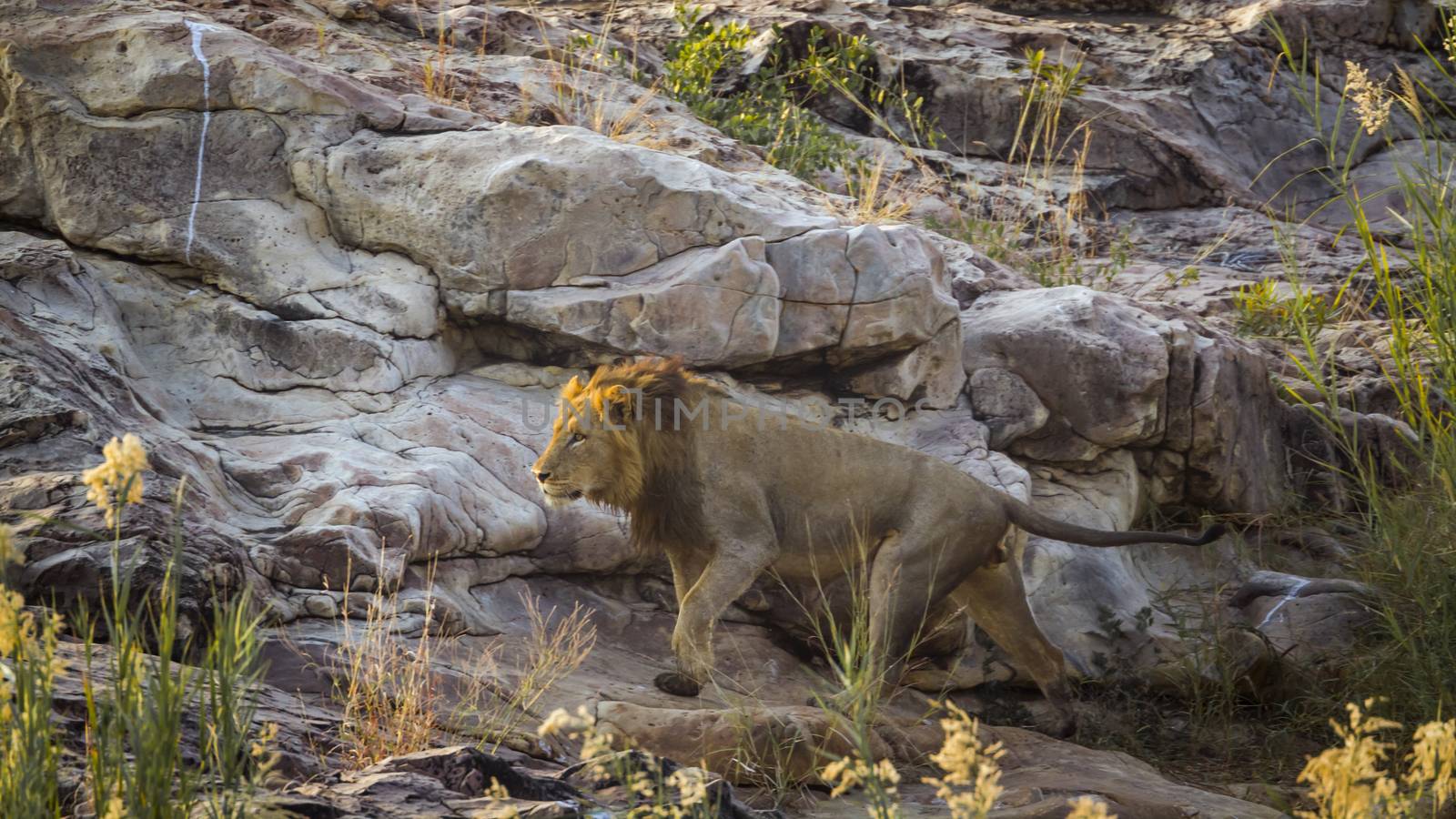 African lion male walking on rock at dawn in Kruger National park, South Africa ; Specie Panthera leo family of Felidae