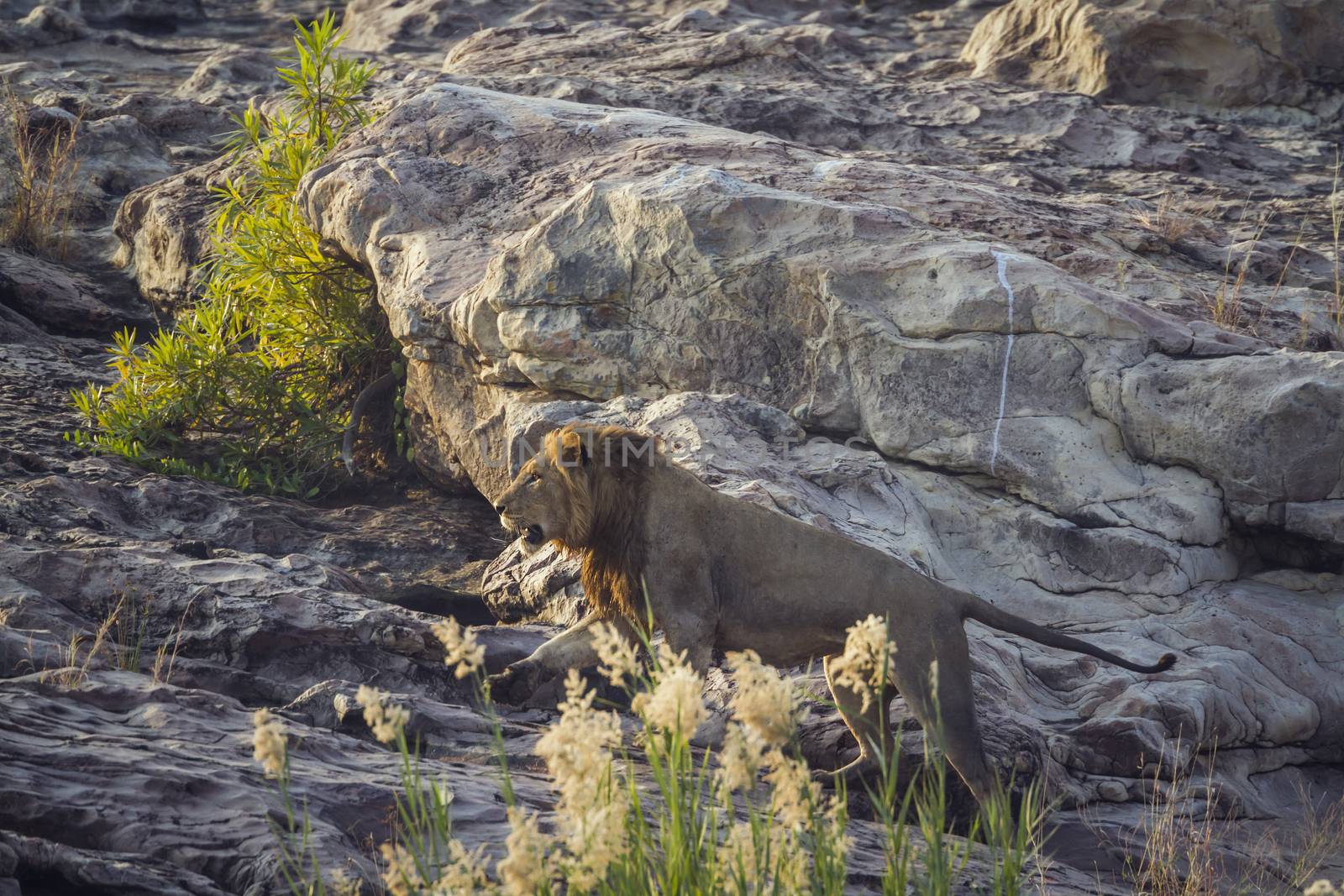 African lion in Kruger National park, South Africa by PACOCOMO