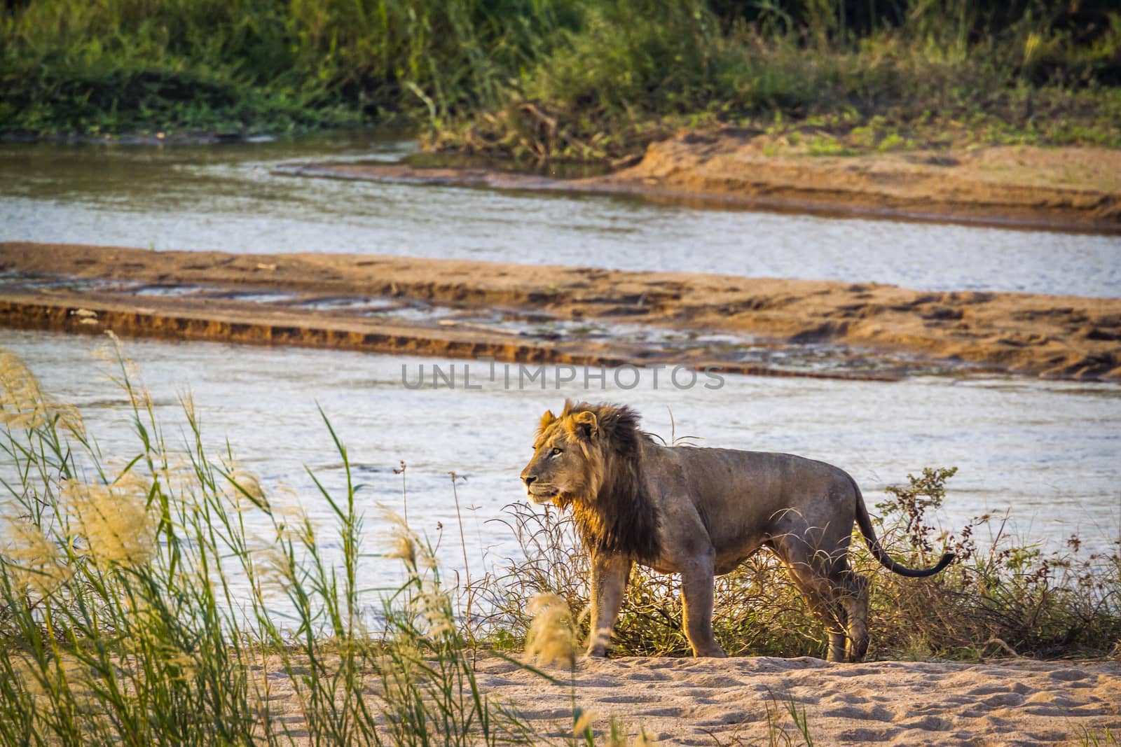 African lion in Kruger National park, South Africa by PACOCOMO