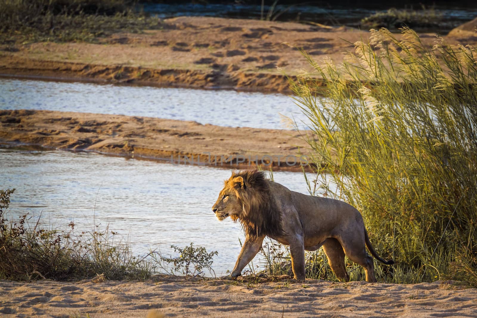 African lion in Kruger National park, South Africa by PACOCOMO