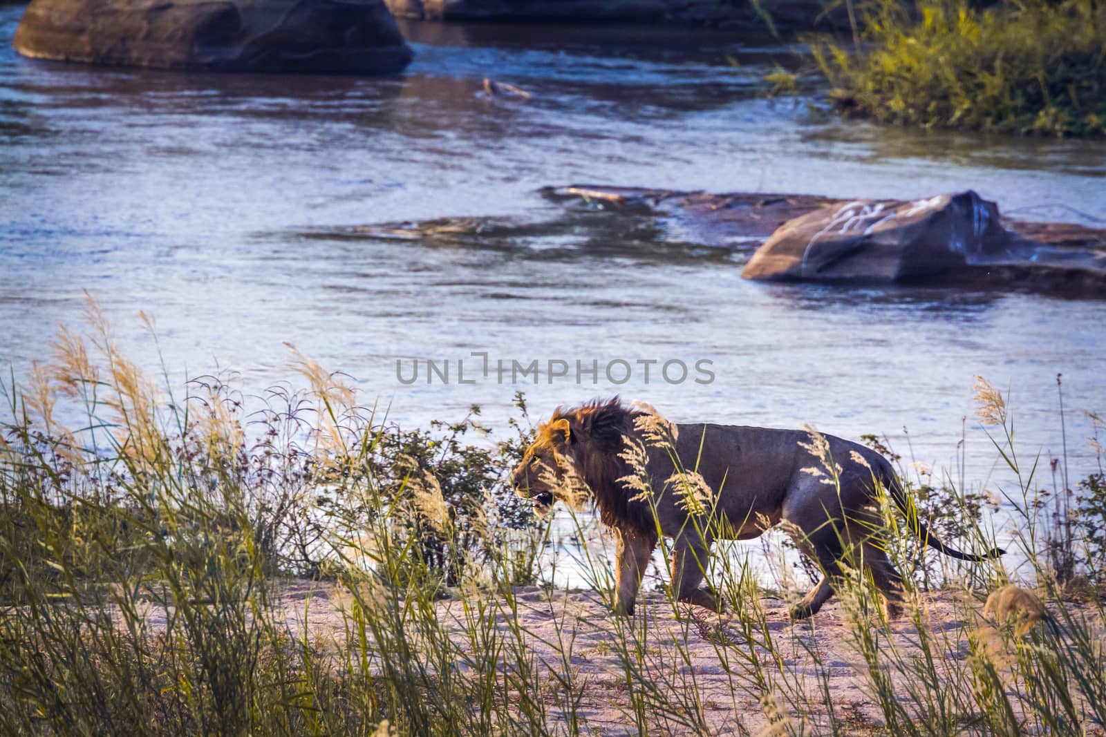 African lion walking on riverbank in Kruger National park, South Africa ; Specie Panthera leo family of Felidae