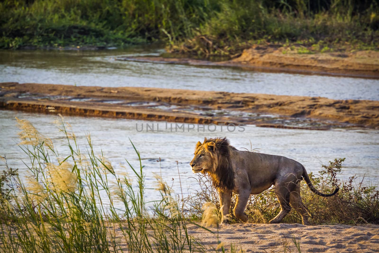 African lion in Kruger National park, South Africa by PACOCOMO