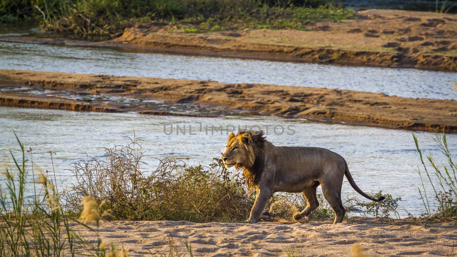 African lion in Kruger National park, South Africa by PACOCOMO