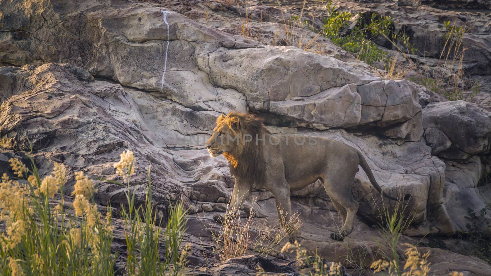 African lion male walking on rock at dawn in Kruger National park, South Africa ; Specie Panthera leo family of Felidae