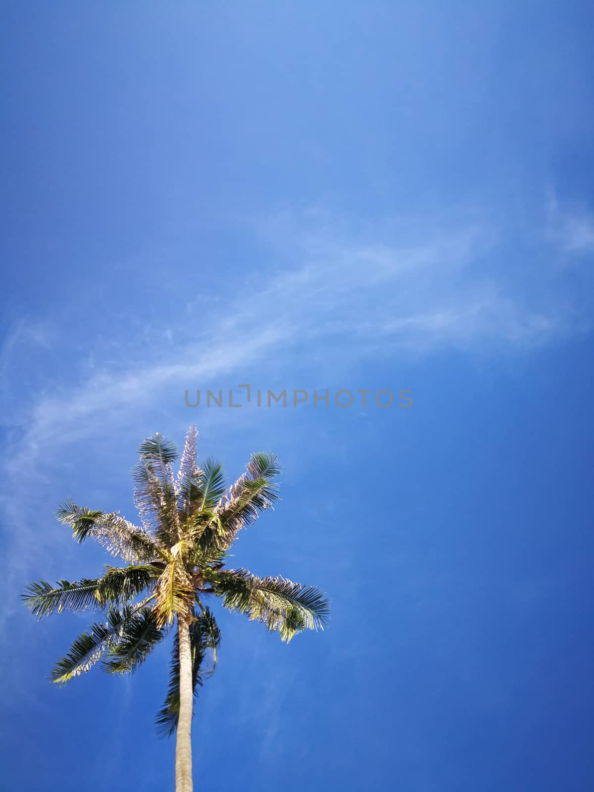 Summer nature scene, Tropical plants, Coconut palm trees on blue sky background. by ronnarong
