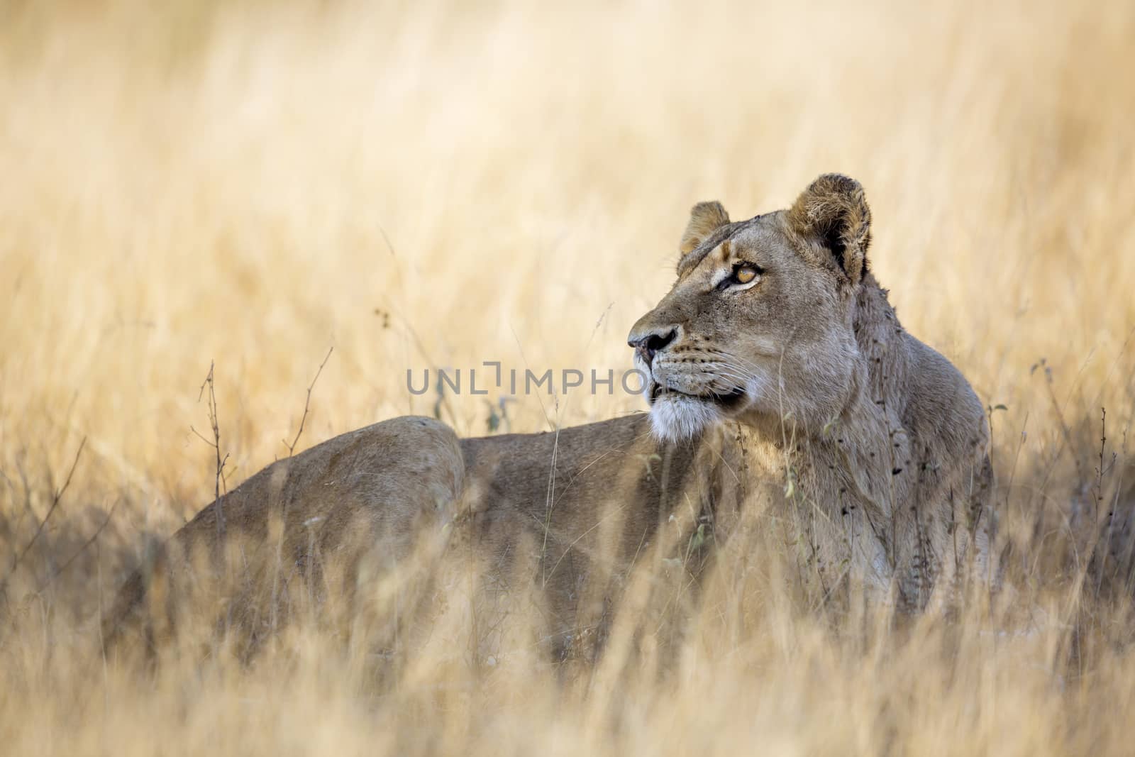 African lioness lying down in savannah grass in Kruger National park, South Africa ; Specie Panthera leo family of Felidae